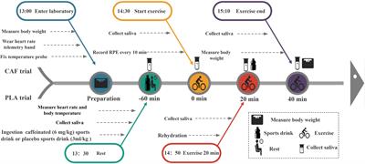 Effects of caffeinated beverage ingestion on salivary antimicrobial proteins responses to acute exercise in the heat